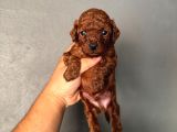 Poodle Bebekleri̇mi̇z Mevcut