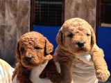Cınnı Orcınal Mıcro Poodle