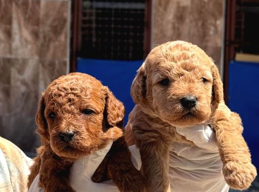 Cınnı Orcınal  Mıcro Poodle görsel