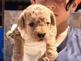 Cınnı Orcınal Mıcro Poodle
