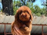 Cınnı Orcınal Mıcro Poodle