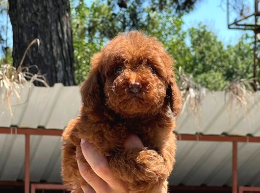 Cınnı Orcınal Mıcro Poodle görsel