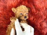 Cınnı Orcınal Mıcro Poodle