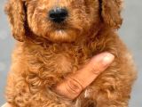 Toy Poodle Yavurlarımız Ruhsatlı Çiftlıyımızden