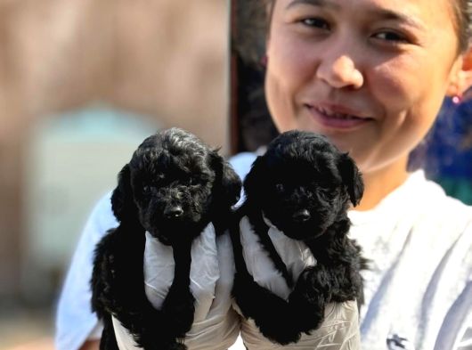 Poodle Sıyah Bebışler görsel