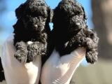 Poodle Sıyah Bebışler