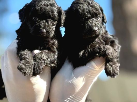 Poodle Sıyah Bebışler görsel