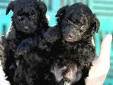 Poodle sıyah bebışler