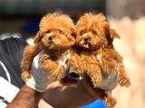 Cınnı orcınal  mıcro poodle