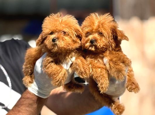 Cınnı Orcınal  Mıcro Poodle