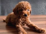 Uygun Toyy Poodle
