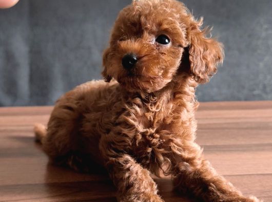 Uygun Toyy Poodle görsel
