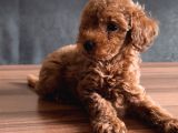 Uygun Toyy Poodle