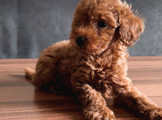 Uygun Toyy Poodle görsel