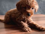 Uygun toyy poodle