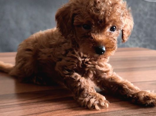 Uygun Toyy Poodle