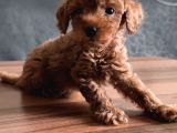 Uygun Toyy Poodle