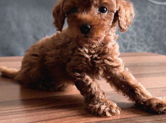 Uygun Toyy Poodle görsel