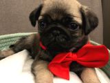 Pug Mops