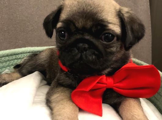 Pug Mops görsel