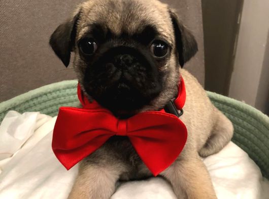 Pug Mops görsel