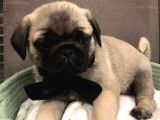 Pug Mops