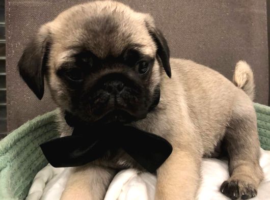 Pug Mops