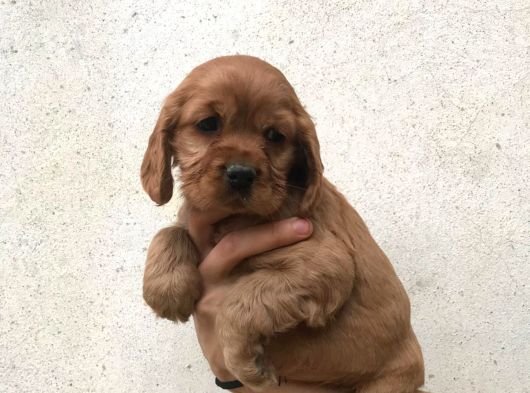 American Cocker Yavrular görsel
