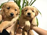 Golden Retriver