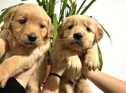 Golden Retriver görsel