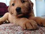 Golden Retriver