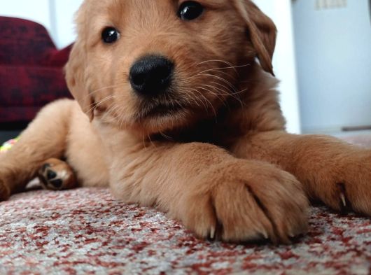 Golden Retriver görsel
