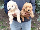 Maltipoo Yavrular