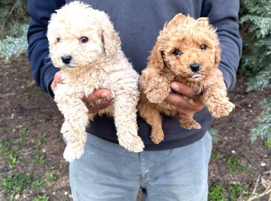 Maltipoo Yavrular görsel