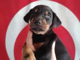 Doberman