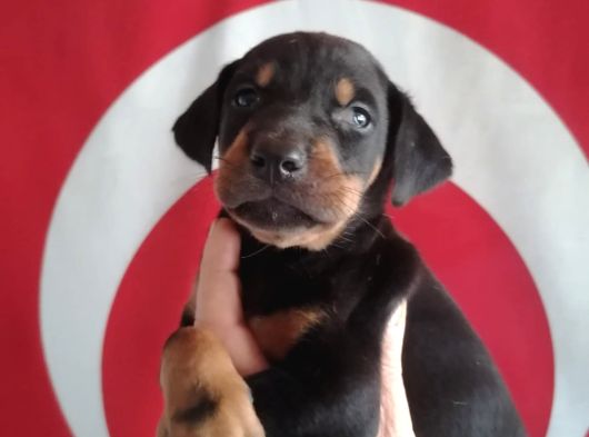 Doberman görsel