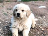Golden Retriver