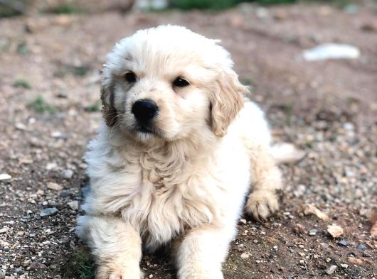 Golden Retriver görsel