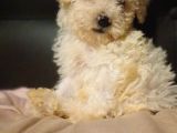 Maltipoo Yavrular