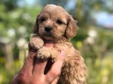 Maltipoo Yavrular