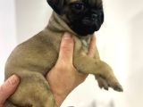 Pug Mops