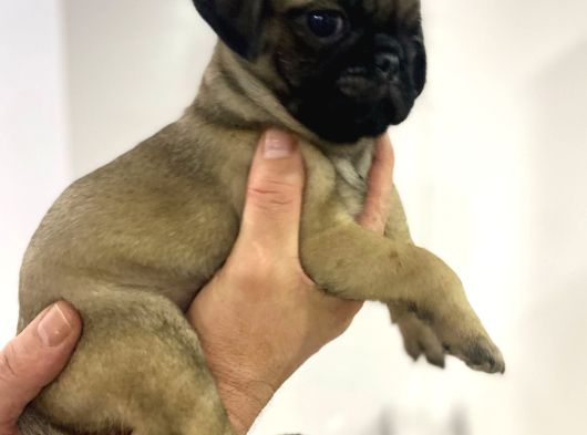 Pug Mops görsel