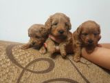 Maltipoo Yavrular