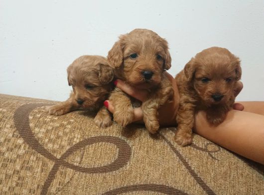 Maltipoo Yavrular