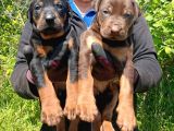 Doberman