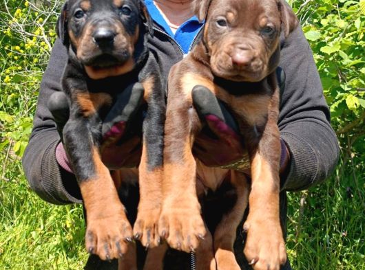 Doberman görsel