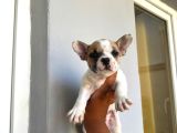 French Buldog