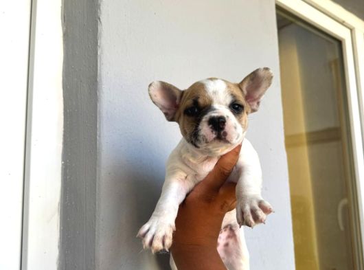 French Buldog görsel