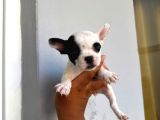 French Buldog