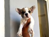 French Buldog